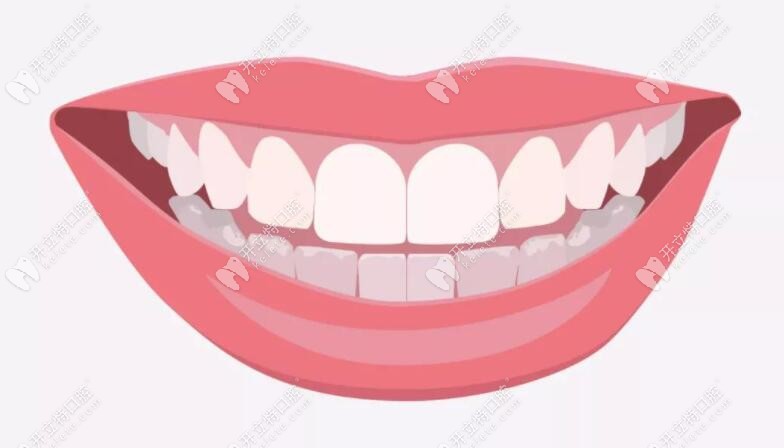 正常牙齿的形态