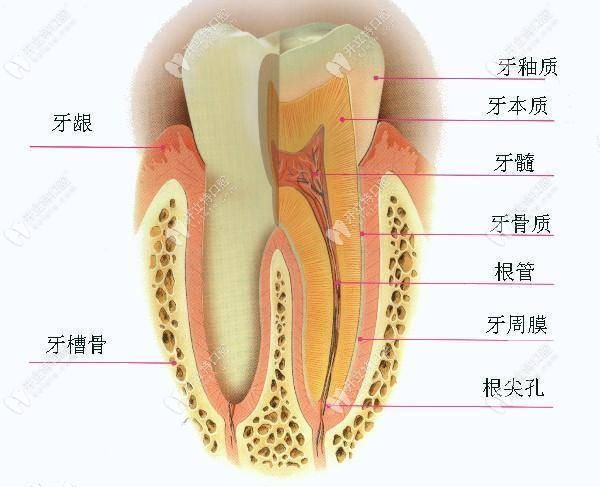 友睦口腔胡祥博士介绍牙周治疗的四个步骤流程