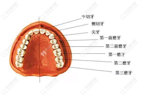 上门牙结构图图片