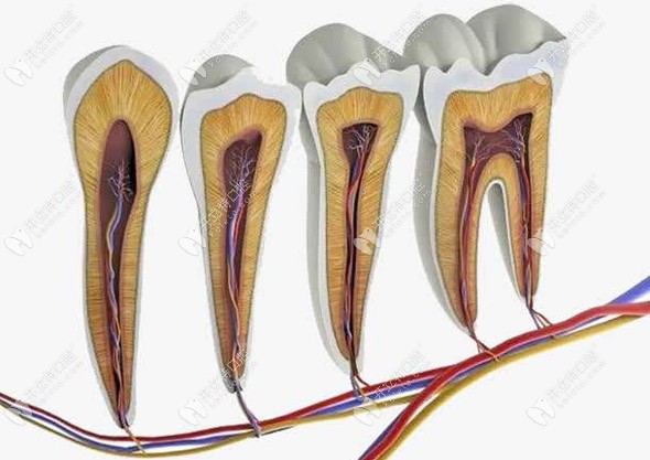 牙齿内部结构展示