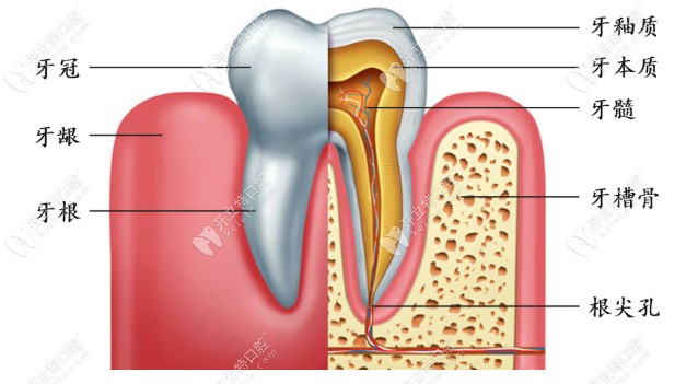 先来看看牙齿的构造及牙髓的位置吧