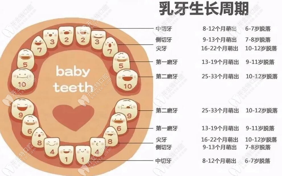 提供乳牙和恒牙的区别以及乳牙的换牙顺序和时间