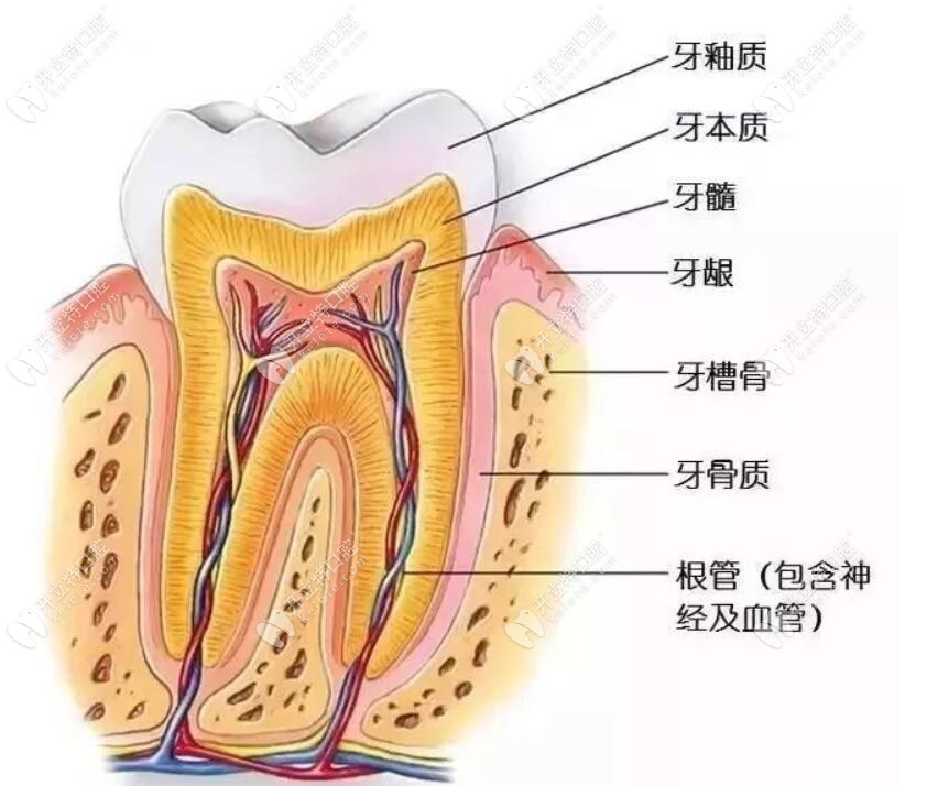 牙齿的组织结构www.kelete.com