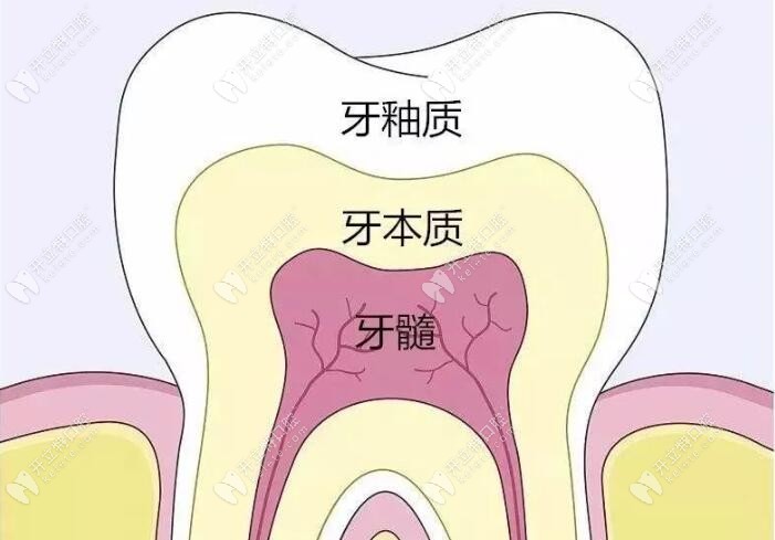 牙齿内部构造图