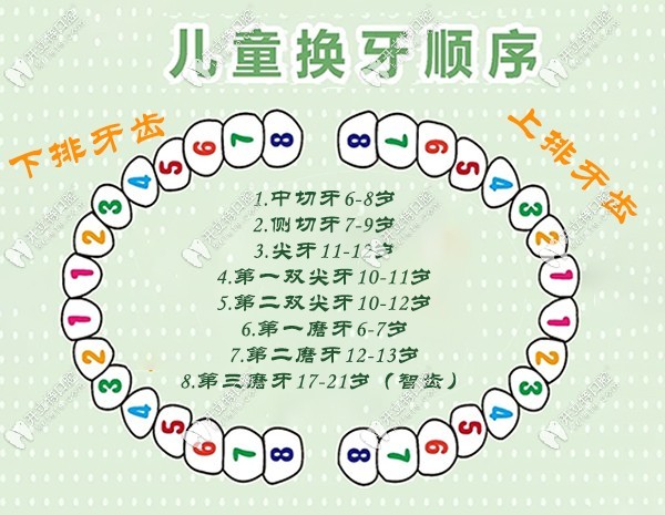 孩子換牙的具體順序和年齡