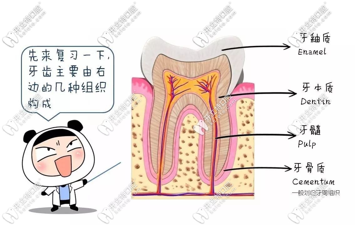 牙齒的構(gòu)造