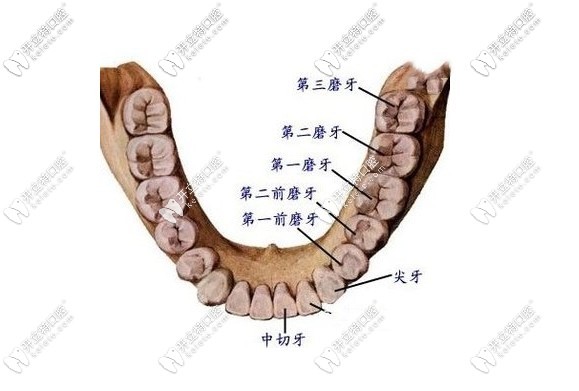 立世牙圖片