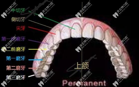 4、5、6號(hào)是后牙區(qū)域