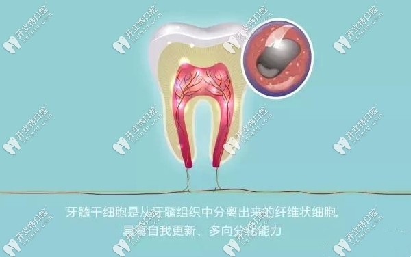 再生牙齒是真的嗎