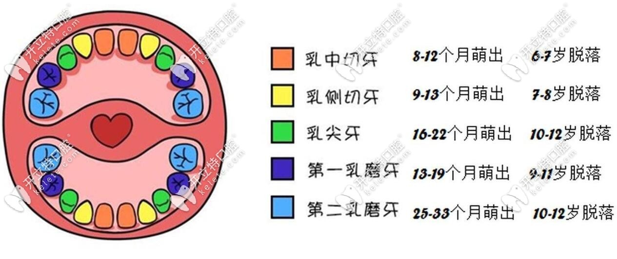 恒磨牙萌出以后（換完牙后12歲）